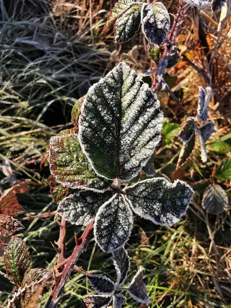Kış Boyunca Donmuş Yaprakların Dikey Yakın Çekimi — Stok fotoğraf