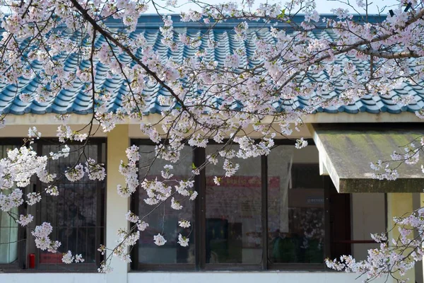 Doğu Gölü Kiraz Çiçeği Parkı Wuhan Moshan Moshan Kiraz Çiçeği — Stok fotoğraf