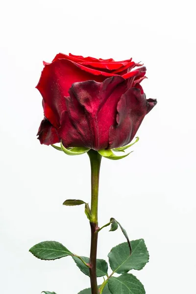 Tiro Vertical Uma Bela Rosa Vermelha Única Isolada Fundo Branco — Fotografia de Stock