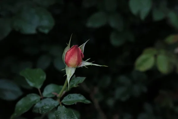 赤い閉じたバラの芽のクローズアップは — ストック写真