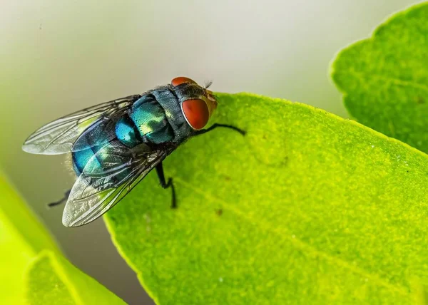 Nahaufnahme Einer Blauen Fliege Auf Einem Grünen Blatt Das Einem — Stockfoto