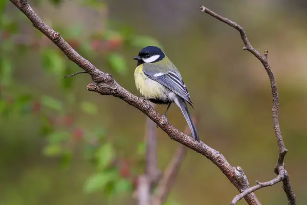 Closeup Great Tit Perched Tree Branch — Stockfoto