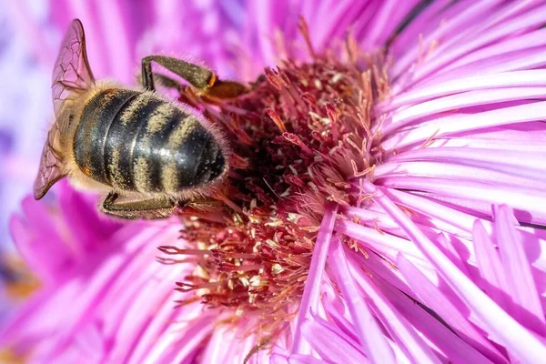 Μια Μακρο Φωτογραφία Μιας Ριγέ Όμορφης Μέλισσας Που Γονιμοποιεί Ένα — Φωτογραφία Αρχείου