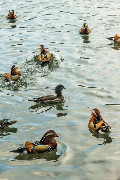 Vertical Shot Mandarin Ducks Aix Galericulata Swimming West Lake Hangzhou — Stock Photo, Image