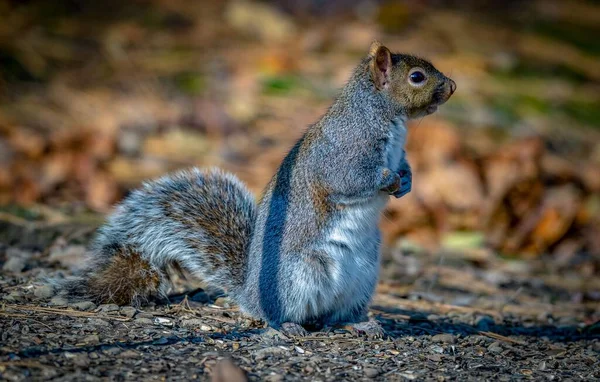 Closeup Shot Adorable Cute Squirrel — Stock Photo, Image