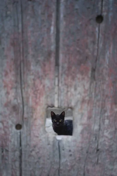 Вертикальный Снимок Черной Кошки Видимой Через Дыру Деревянной Панели — стоковое фото