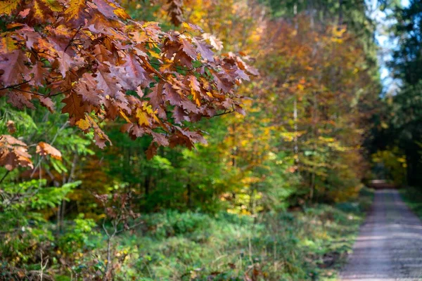 Malowniczy Widok Kolorowych Jesiennych Liści Gałęziach Lesie Świetle Dnia — Zdjęcie stockowe