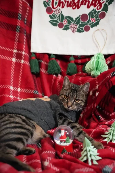 Egy Aranyos Csíkos Macska Visel Szürke Ing Val Karácsonyi Ünnepek — Stock Fotó