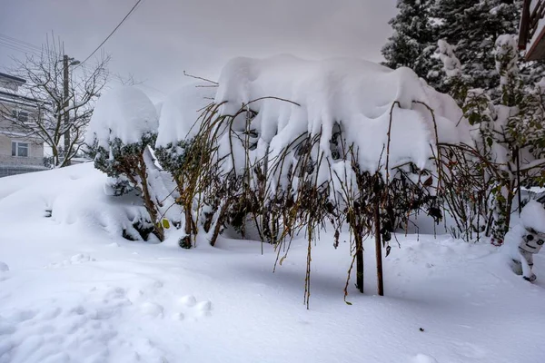Крупный План Кустарников Растений Покрытых Белым Пушистым Снегом Заднем Дворе — стоковое фото