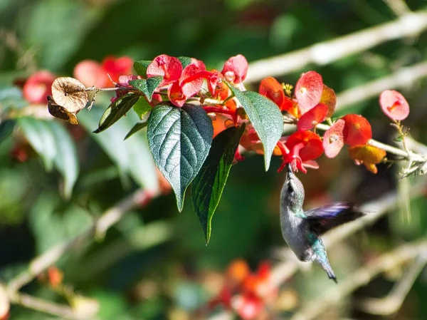 Zbliżenie Pszczoła Kolibra Zbierającego Nektar Ochna Kwiat — Zdjęcie stockowe