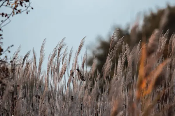 Närbild Vackra Fåglar Gräset Solig Dag — Stockfoto