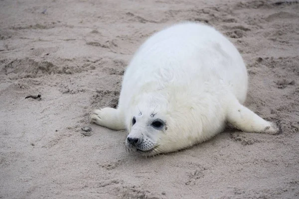 Крупный План Милого Пушистого Тюленя Лежащего Песке Дневном Свете — стоковое фото