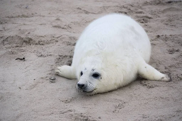 Una Vista Cerca Una Linda Esponjosa Foca Que Yace Arena — Foto de Stock