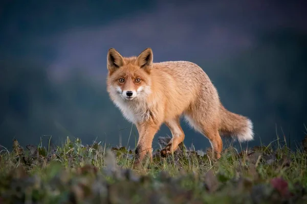 사할린 여우에 선택적 초점을 맞추면 야생에서 돌아다니는 여우를 수있다 — 스톡 사진