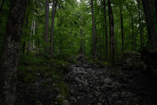 Uma Paisagem Árvores Floresta Konigssee Com Luz Solar Apls Baviera — Fotografia de Stock