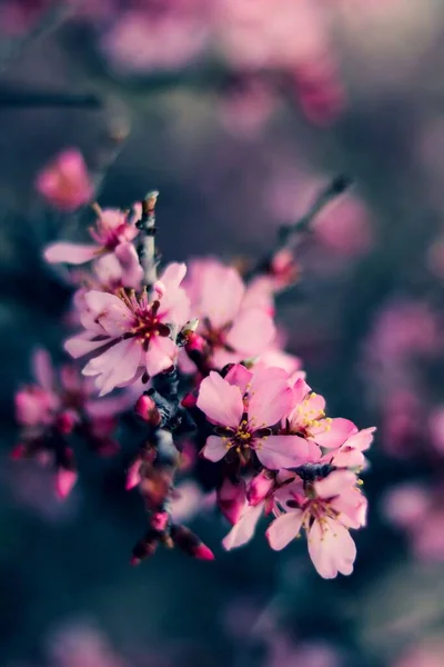 Vertikální Záběr Mandlových Květů — Stock fotografie