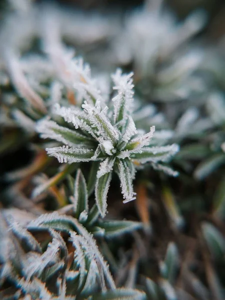 Makro Snímek Ledových Krystalů Zamrzlých Listech Rostliny — Stock fotografie