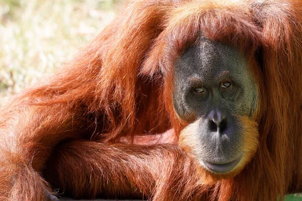 Detailní Záběr Orangutana Sedícího Zemi Slunečného Dne — Stock fotografie