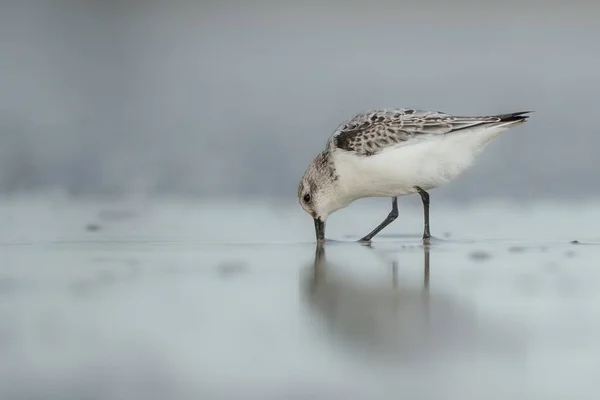 Крупный План Песчаной Птицы Плывущей Берегу Моря — стоковое фото