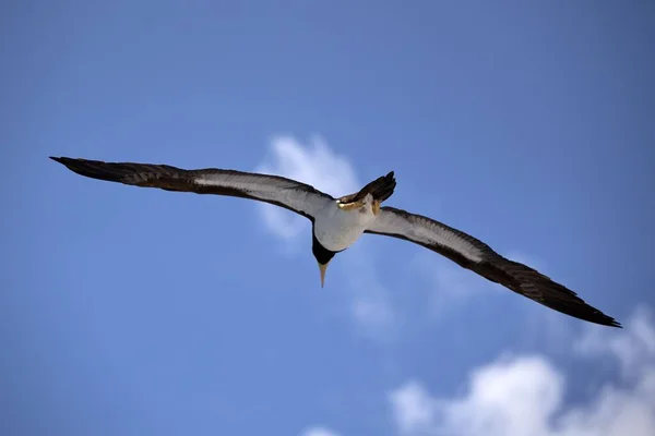Bulutlu Mavi Gökyüzüne Uçan Kahverengi Bir Meme — Stok fotoğraf