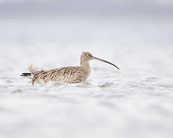 Zbliżenie Ujęcia Kręconego Ptaka Szukającego Jedzenia Jeziorze — Zdjęcie stockowe