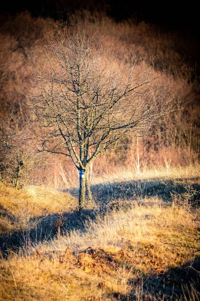 Pionowe Ujęcie Gołych Drzew — Zdjęcie stockowe
