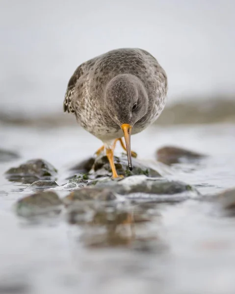 岩の多い湖で海の砂のパイパーの鳥のクローズアップショット — ストック写真
