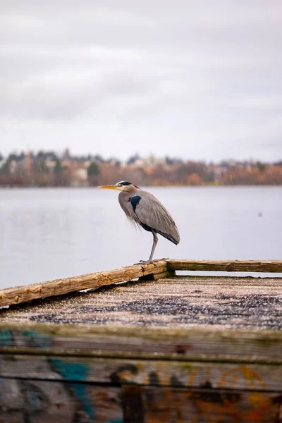 湖の近くの木製の表面に張り出した大きな青いヘロンの垂直ショット — ストック写真