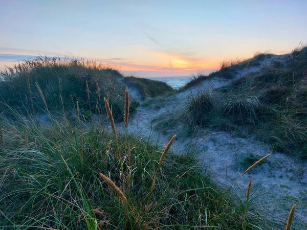 Bushes Short Stemmed Sandworm Beach Sunset Blue Sky Background — Stock Photo, Image