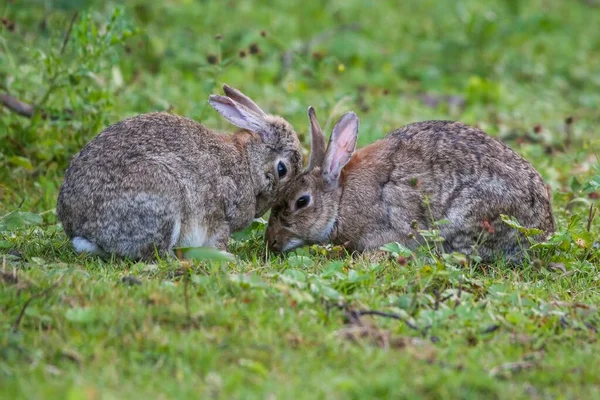 Closeup Two Gray Rabbits Green Grass — Stock Photo, Image