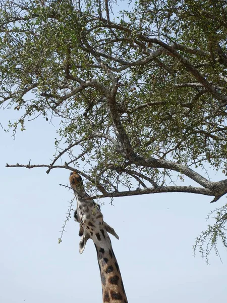 Bella Foto Della Giraffa Maasai Giraffa Tippelskirchi Vicino Albero Acacia — Foto Stock