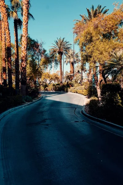 Vertical Shot Bendy Road Palm Trees — Stock Photo, Image