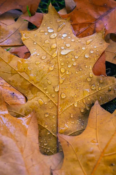 Верхний Вид Желтый Лист Капельками Дождя Цветных Осенних Листьях Земле — стоковое фото