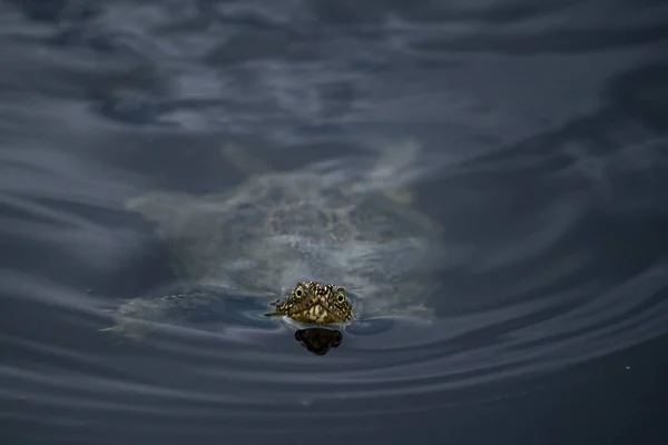 Aquatic Tortoise Swimming Water — Stock Photo, Image