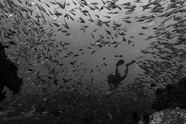 Άποψη Των Ανθρώπων Που Περιβάλλονται Από Ψάρια Κατά Την Κατάδυση — Φωτογραφία Αρχείου