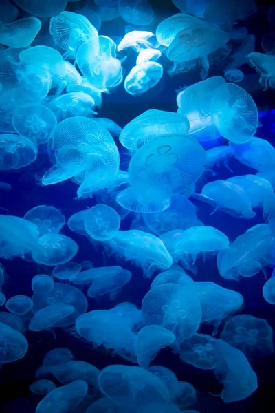 Svärm Genomskinliga Maneter Ett Mörkt Akvarium Upplyst Klarblått Ljus — Stockfoto