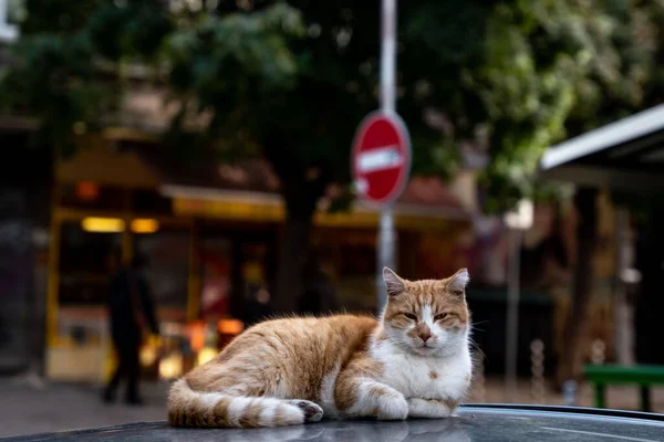 Selektivní Záběr Zbloudilé Oranžové Bílé Kočky Střeše Auta — Stock fotografie