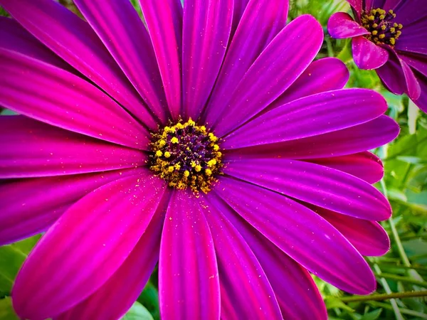 Closeup Beautiful African Daisy Flower Sunlight — Stock Photo, Image
