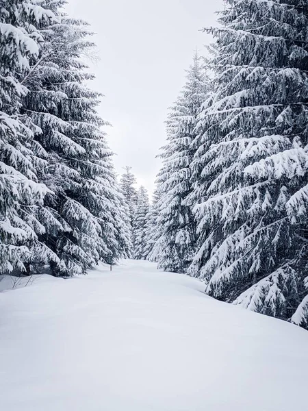 Eine Vertikale Aufnahme Eines Winterwaldes Mit Hohen Tannen Die Vollständig — Stockfoto
