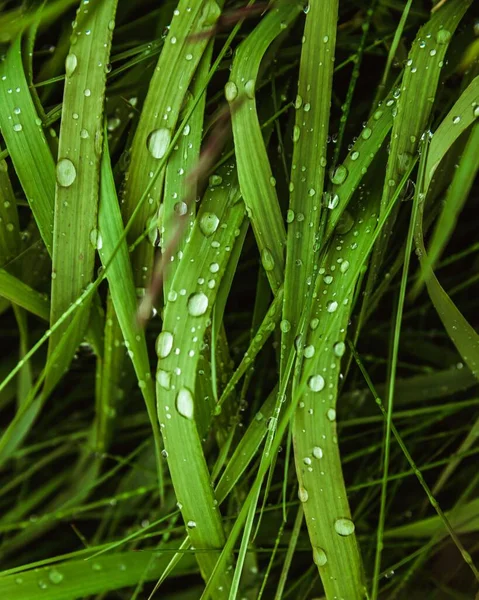 Una Toma Vertical Hierba Verde Húmeda Con Pequeñas Gotitas Rocío —  Fotos de Stock