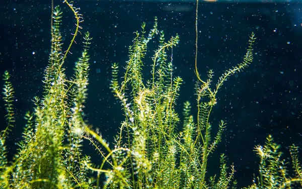 Eine Schöne Nahaufnahme Von Wasserpflanzen — Stockfoto