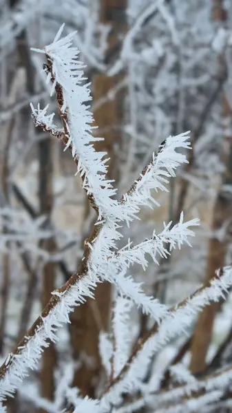 Eine Vertikale Nahaufnahme Eines Frostigen Baumes Verzweigt Sich Einem Magischen — Stockfoto