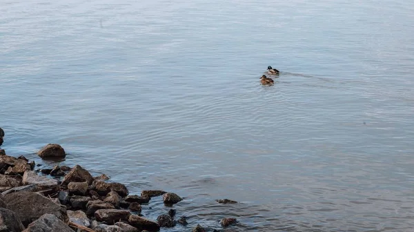 Dois Patinhos Bonitos Flutuando Lago Calmo — Fotografia de Stock