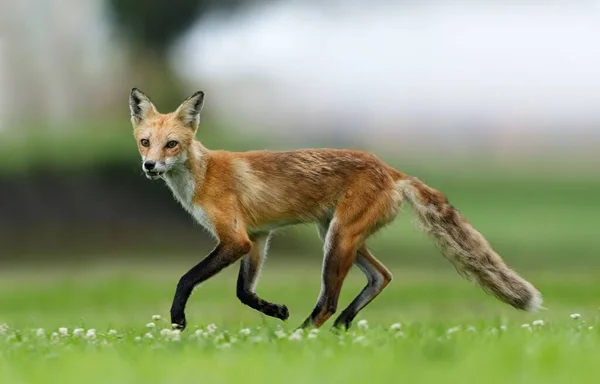 Ένα Κοντινό Πλάνο Μιας Κόκκινης Αλεπούς Που Τρέχει Ένα Πράσινο — Φωτογραφία Αρχείου