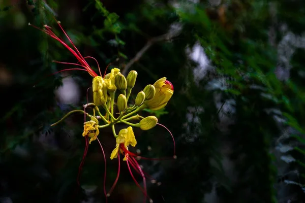 Foco Poco Profundo Arbusto Amarillo Pájaro Del Paraíso Erythrostemon Gilliesii — Foto de Stock
