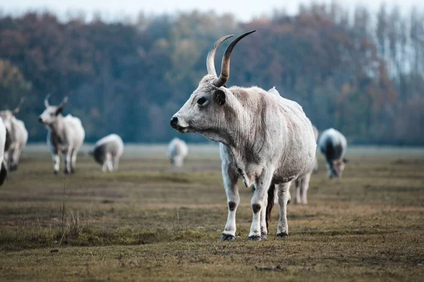 A beautiful Hungarian gray cow with big horns walking in the field