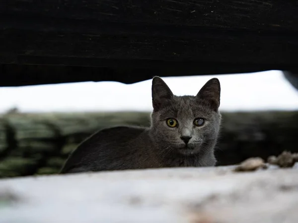 舗装の後ろに隠れて面白い目を持つかわいい灰色の野良猫のクローズアップショット — ストック写真