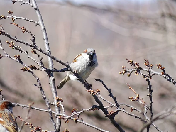 一只麻雀在一棵无叶树上的特写镜头 — 图库照片