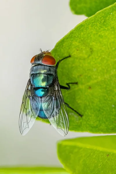 Eine Vertikale Nahaufnahme Einer Blauen Fliege Auf Einem Grünen Blatt — Stockfoto