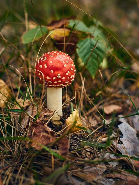 Colpo Verticale Funghi Che Crescono Giardino — Foto Stock